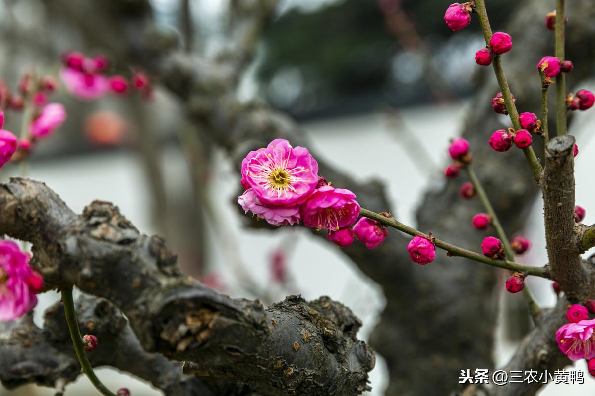 梅花三弄澳门资料库,异常解答解释落实_终身版73.34.44